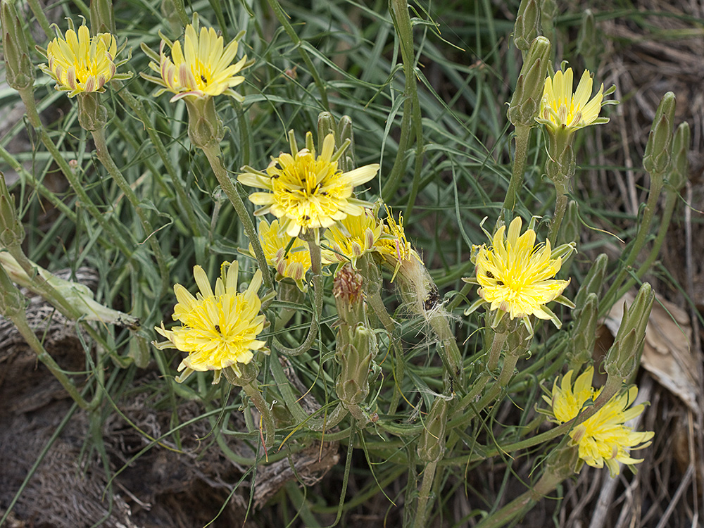 Mata de Scorzonera angustifolia L. (Teta de vaca)