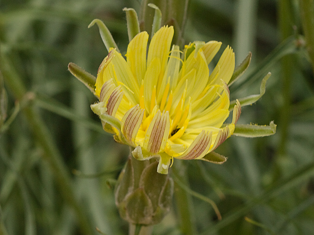 Scorzonera angustifolia L. (Teta de vaca)