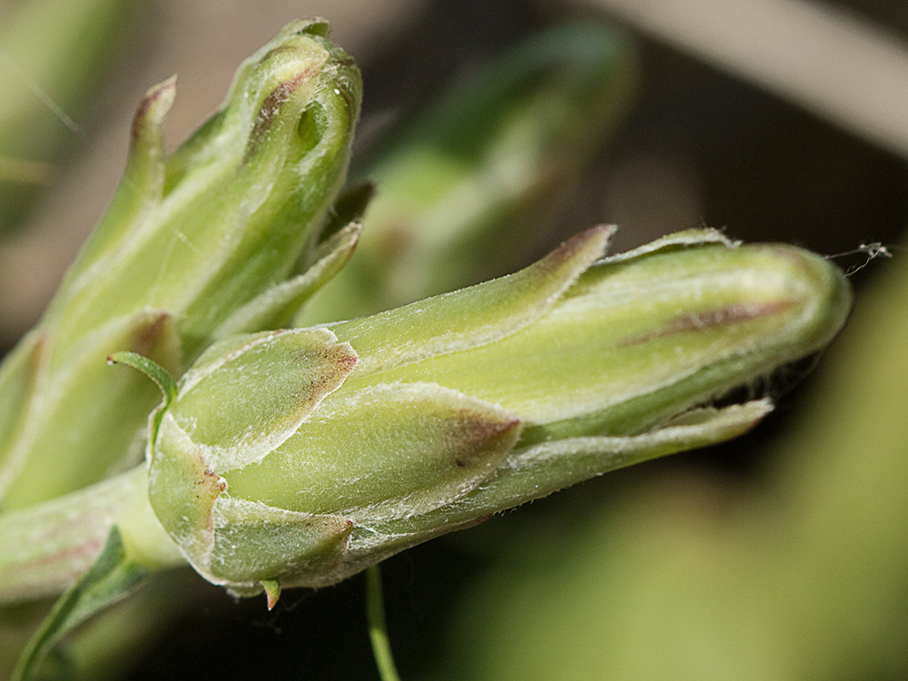 Brácteas imbricadas de la Scorzonera angustifolia L. (Teta de vaca)
