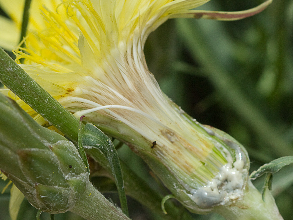 Scorzonera angustifolia L. (Teta de vaca)