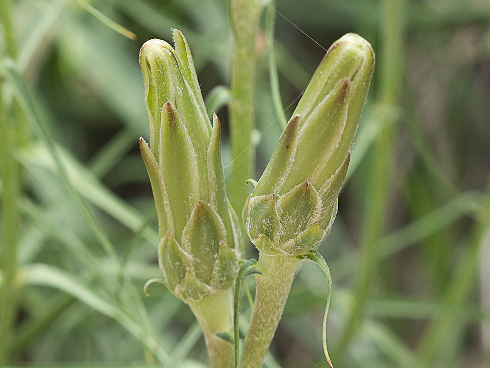 Scorzonera angustifolia L. (Teta de vaca)
