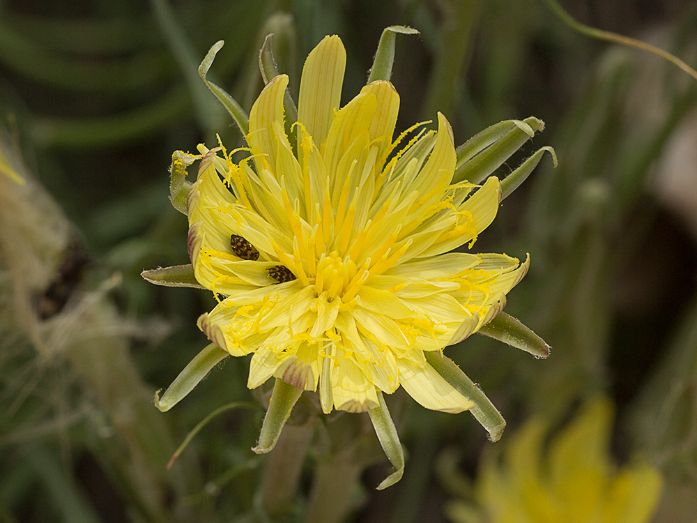 Scorzonera angustifolia L. (Teta de vaca)