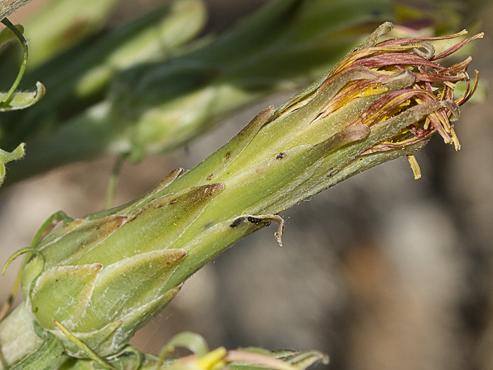 Scorzonera angustifolia L. (Teta de vaca)