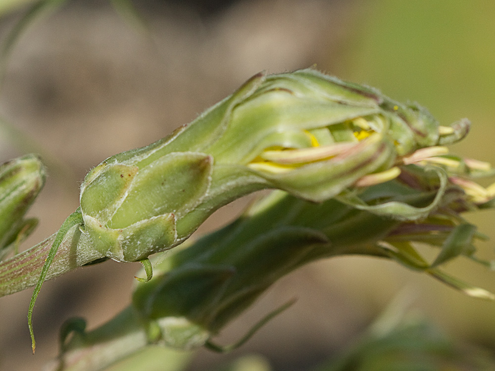 Scorzonera angustifolia L. (Teta de vaca)