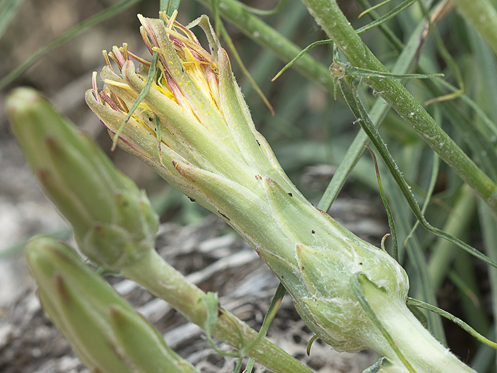Scorzonera angustifolia L. (Teta de vaca)