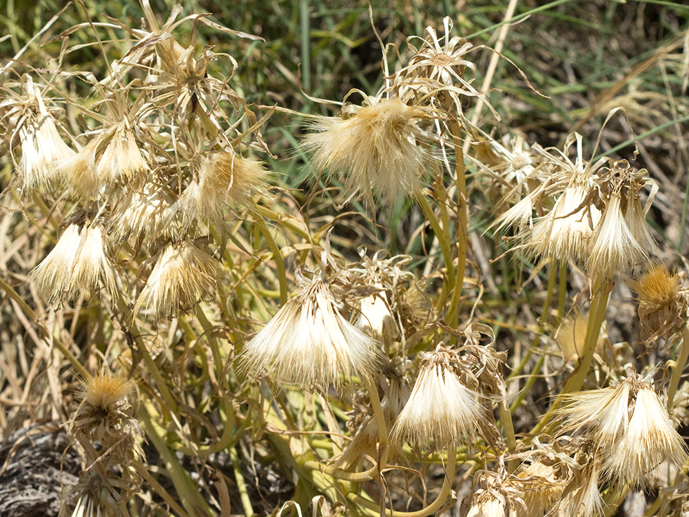 Vilanos de la Scorzonera angustifolia L. (Teta de vaca)