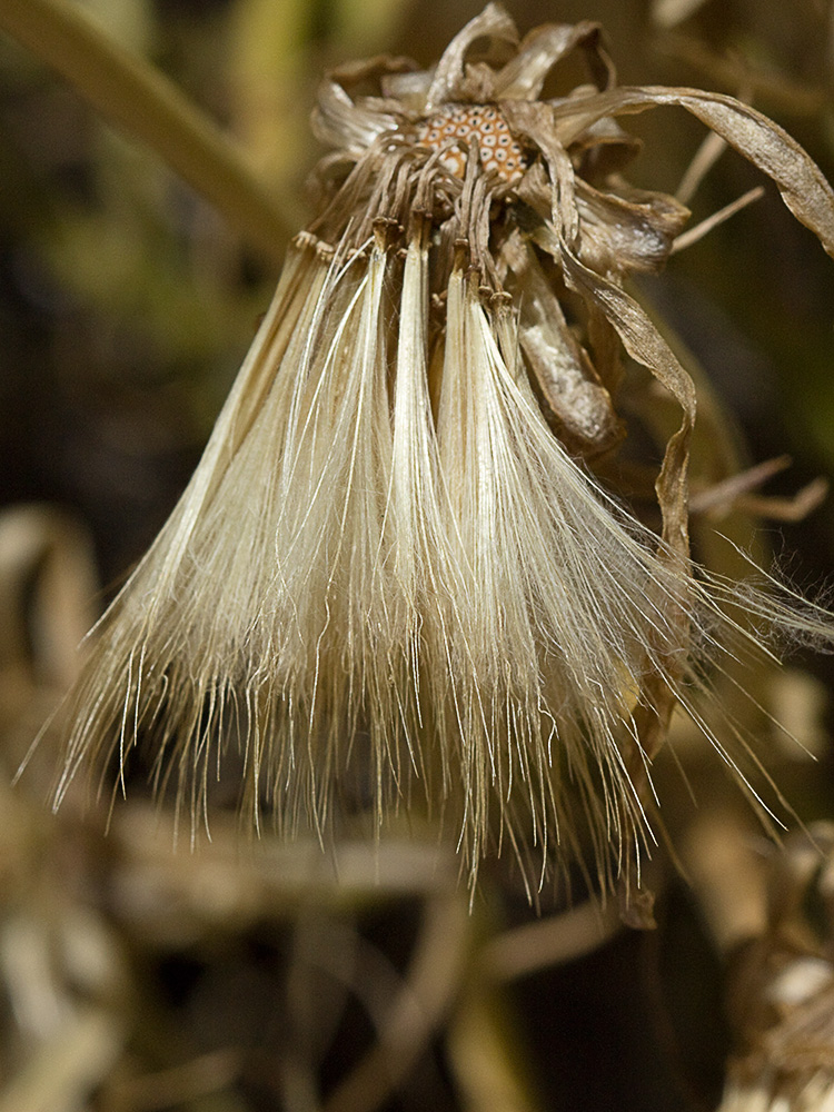 Vilano de la Scorzonera angustifolia L. (Teta de vaca)