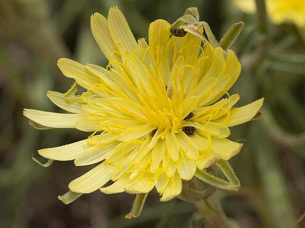 Inflorescencia de la Scorzonera angustifolia L. (Teta de vaca)