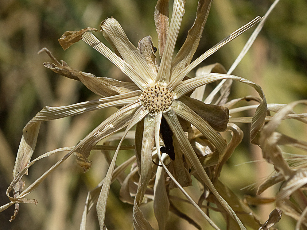 Receptáculo de la Scorzonera angustifolia L. (Teta de vaca)