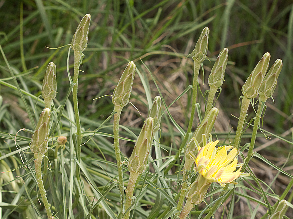 Involucros con brácteas imbricadas de la Scorzonera angustifolia L. (Teta de vaca)