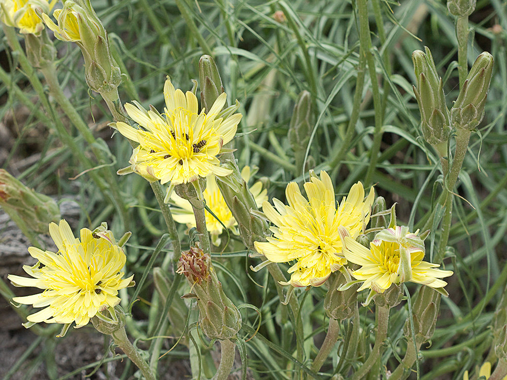 Inflorescencias de la Scorzonera angustifolia L. (Teta de vaca)