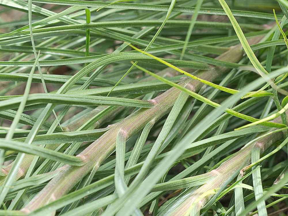 Tallos y hojas de la Scorzonera angustifolia L. (Teta de vaca)