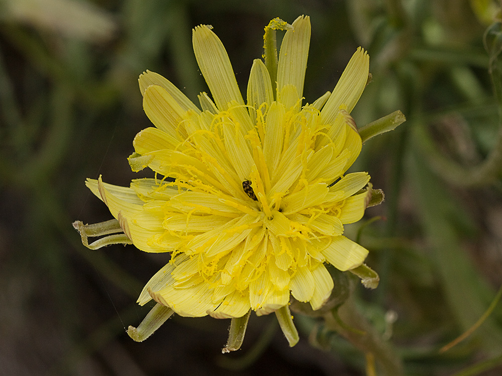 Scorzonera angustifolia L. (Teta de vaca)