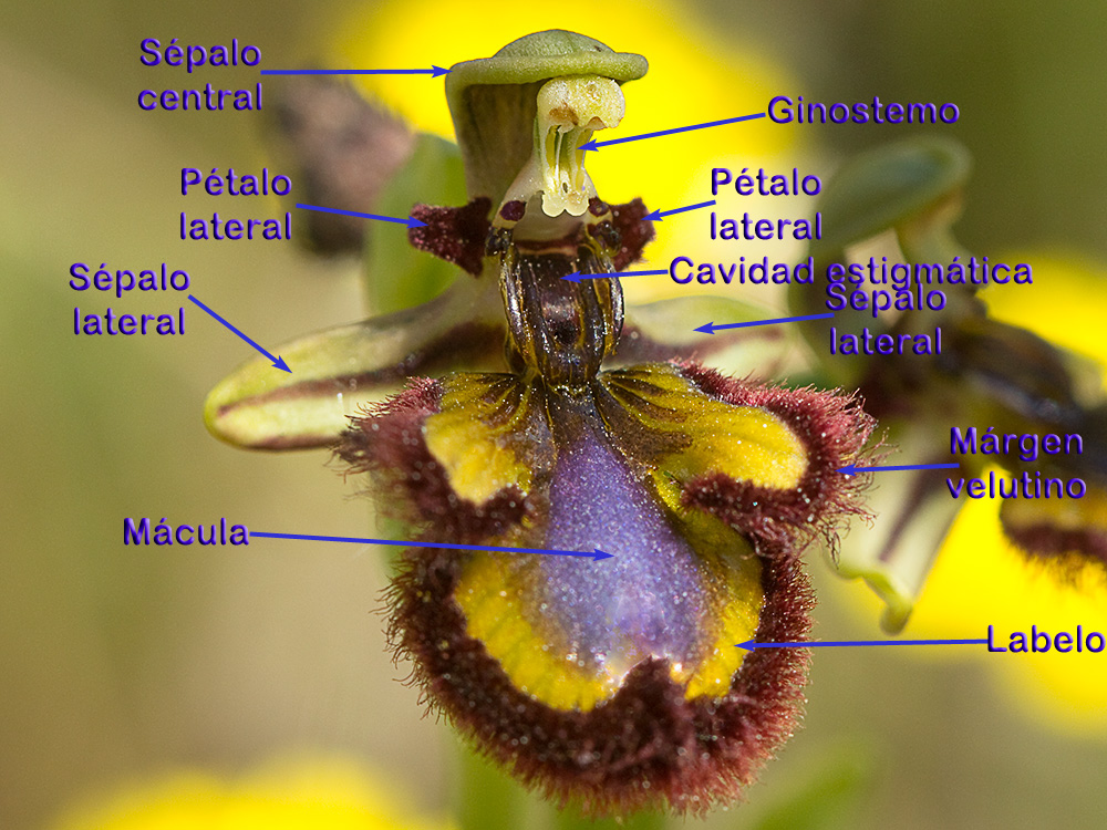 Orquídea abeja u orquídea espejo (Ophrys speculum)