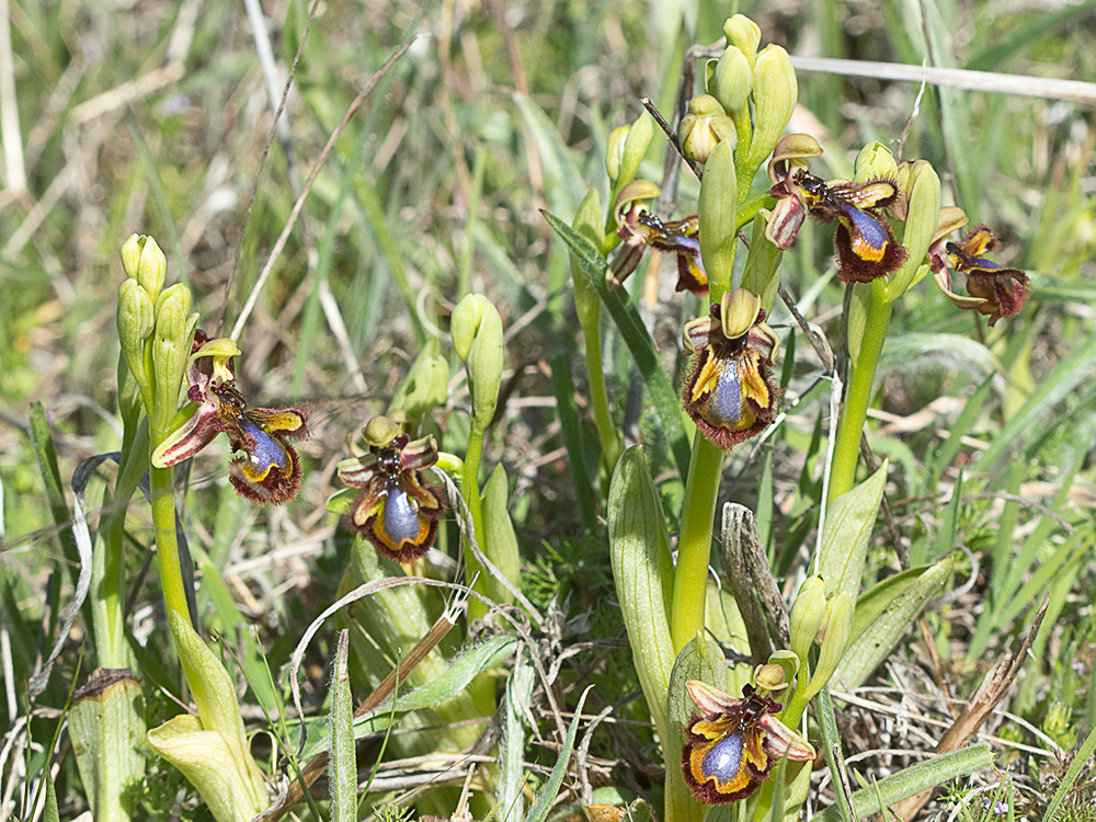 Orquídea abeja u orquídea espejo (Ophrys speculum)