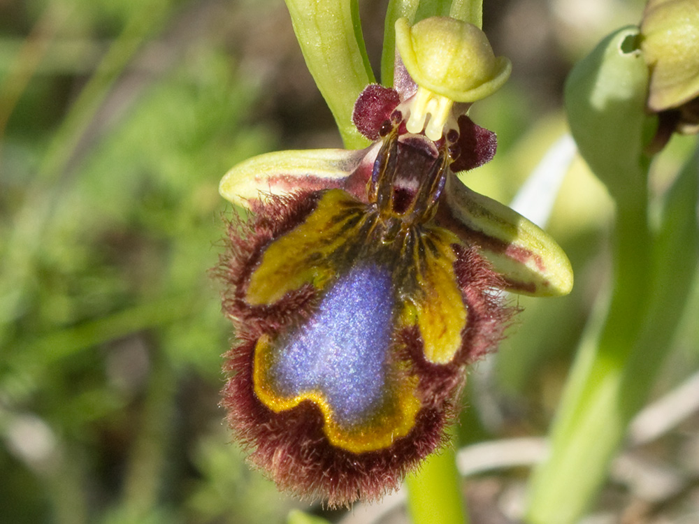 Orquídea abeja u orquídea espejo (Ophrys speculum)