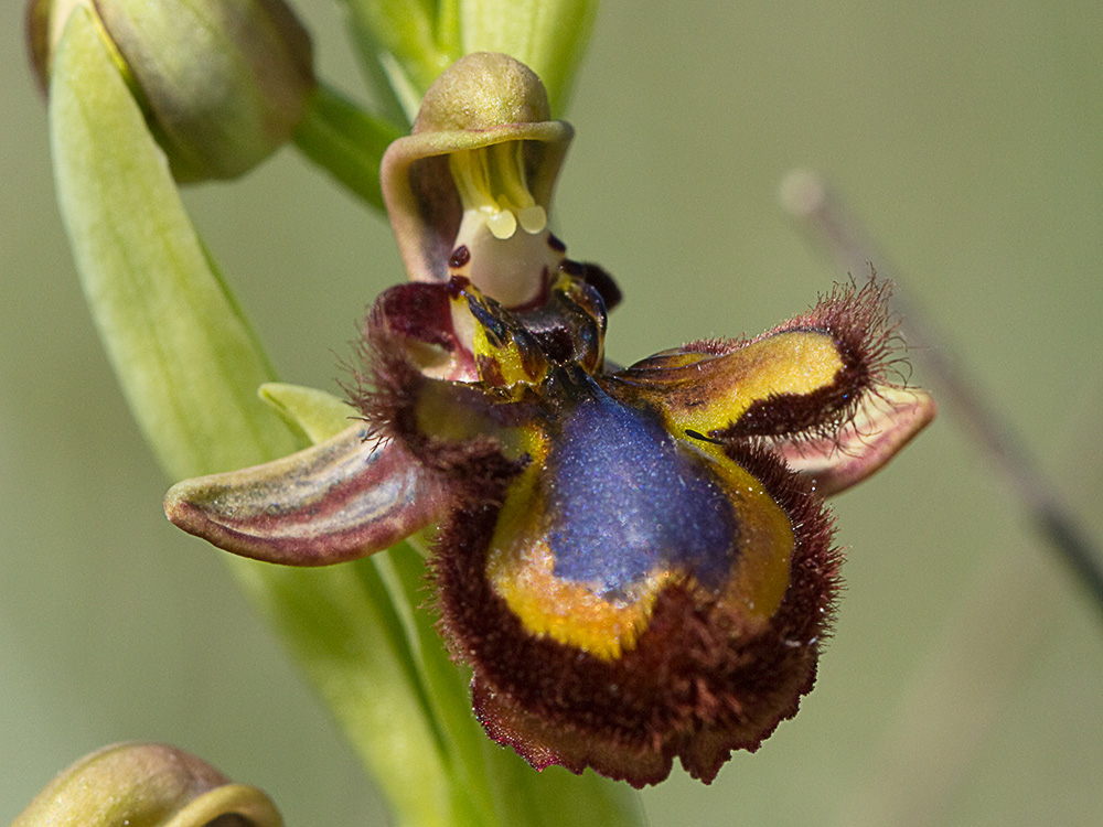 Orquídea abeja u orquídea espejo (Ophrys speculum)