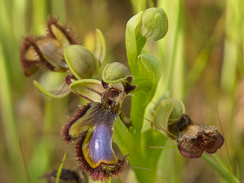 Orquídea abeja u orquídea espejo (Ophrys speculum)