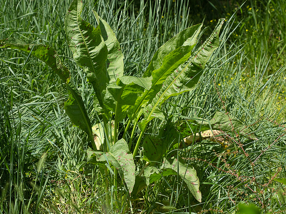 Planta de acedera, Rumex obtusifolius (verde)