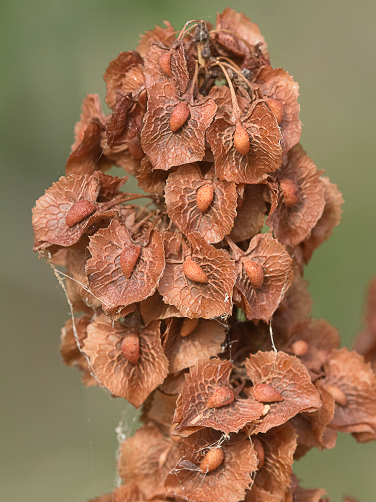 Planta de acedera, Rumex obtusifolius (seca)