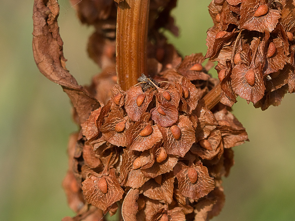 Planta de acedera, Rumex obtusifolius (seca)