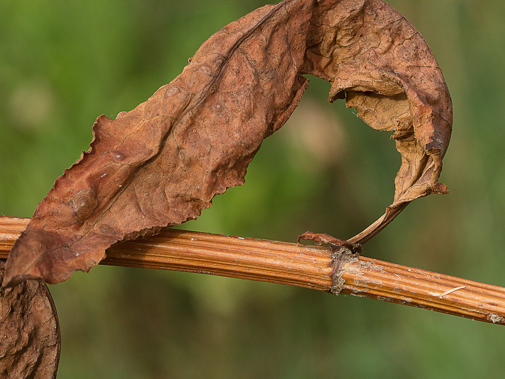 Tallo y hoja de acedera, Rumex obtusifolius
