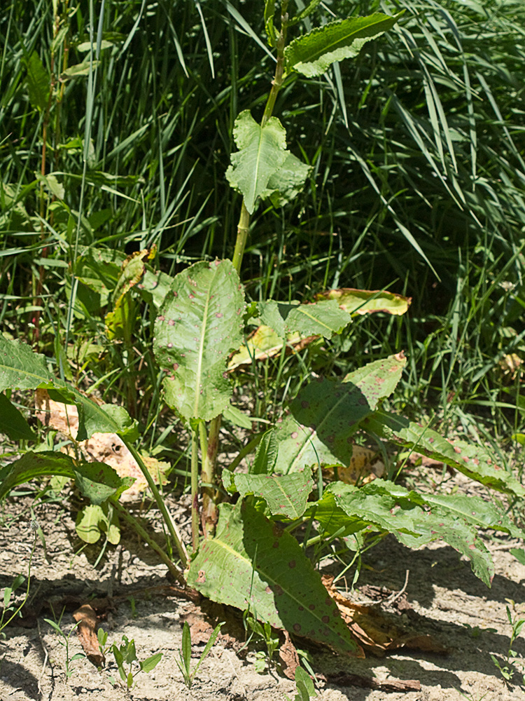 Planta de acedera, Rumex obtusifolius (verde)