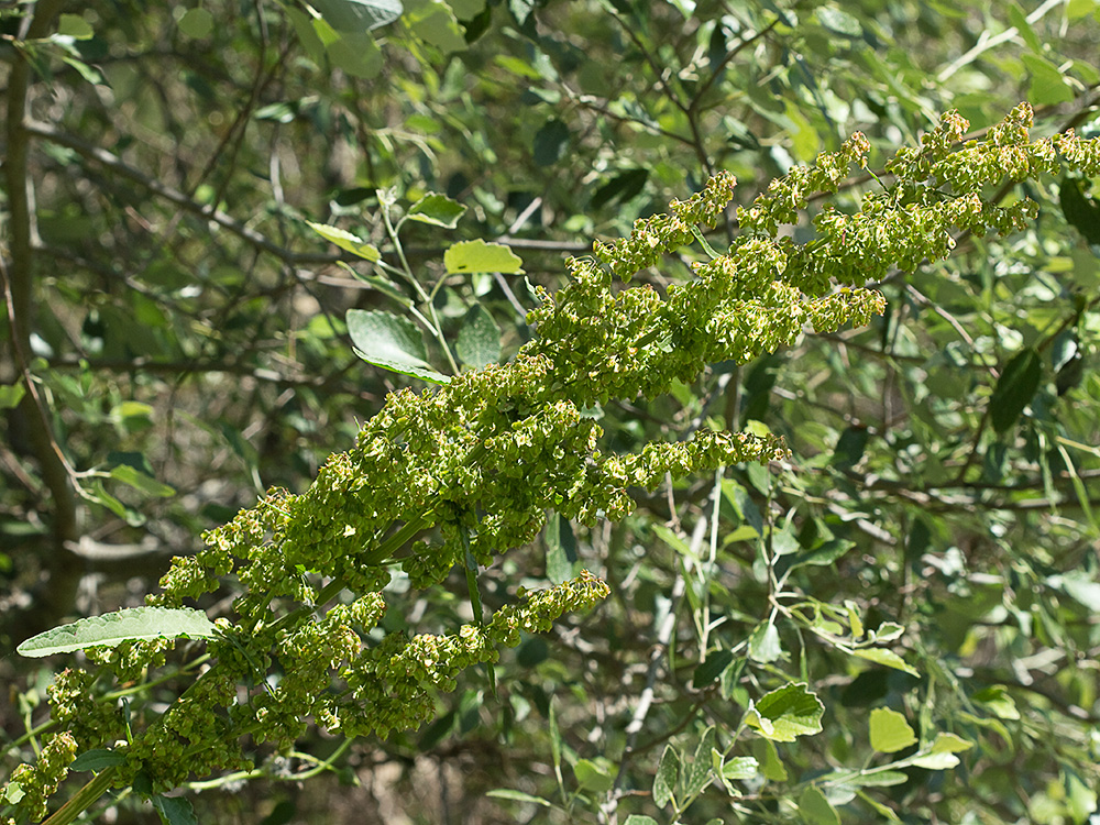Planta de acedera rizada, Rumex crispus 