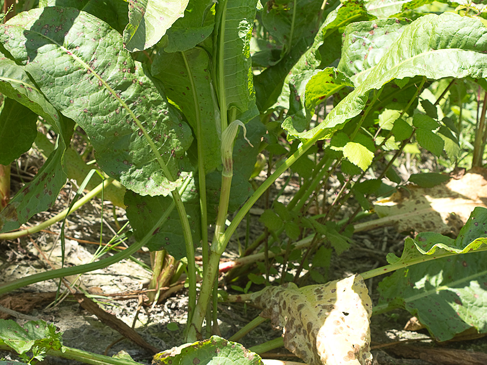 Planta de acedera, Rumex obtusifolius (verde)