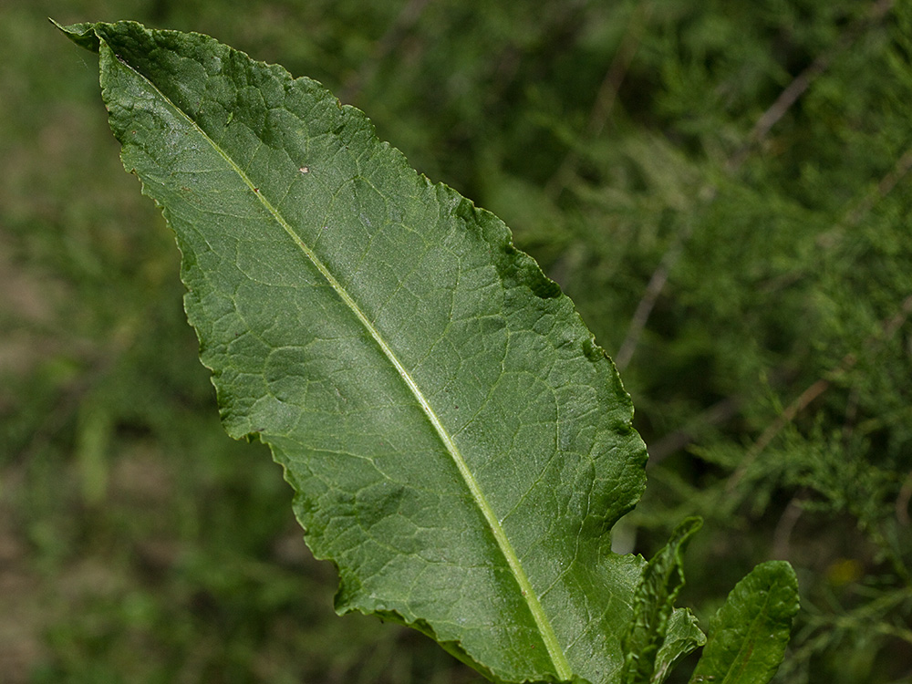 Hoja de acedera, Rumex obtusifolius (verde)