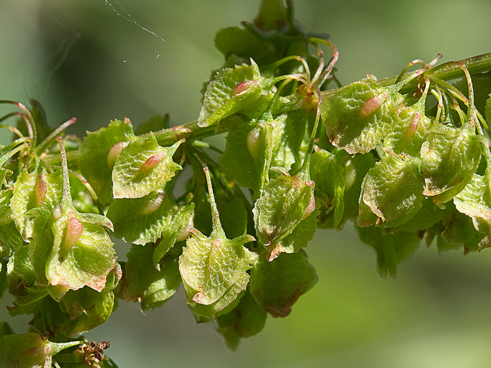 Planta de acedera, Rumex obtusifolius (verde)