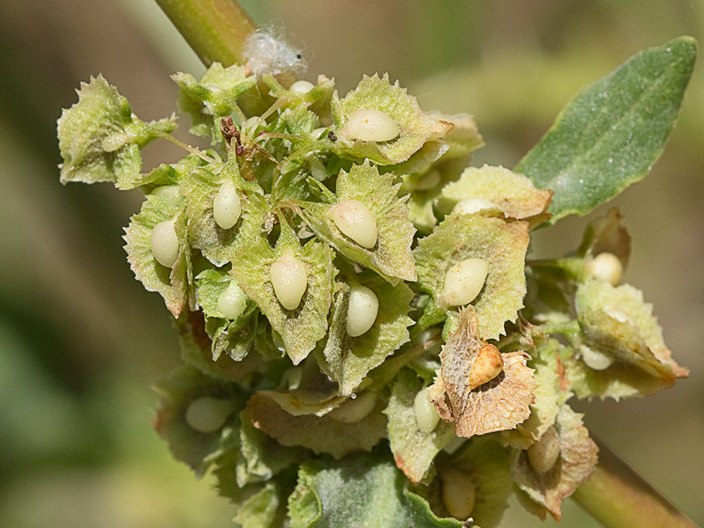 Planta de acedera, Rumex obtusifolius (verde)
