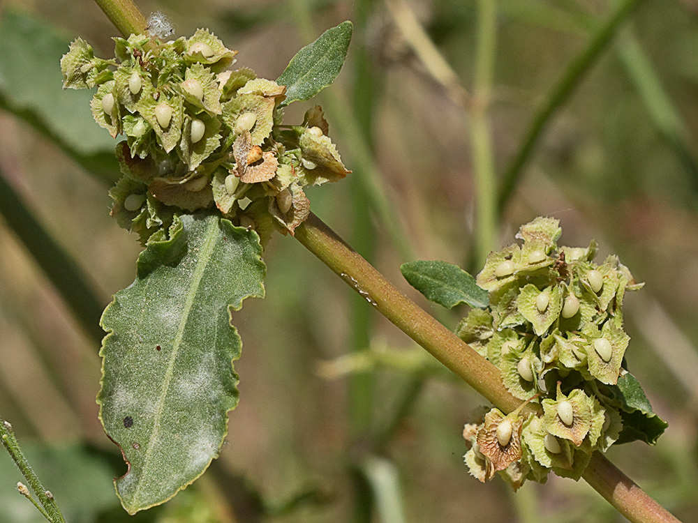 Planta de acedera, Rumex obtusifolius (verde)