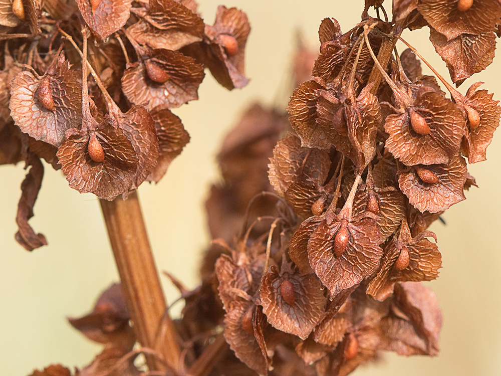 Planta de acedera, Rumex obtusifolius (seca)