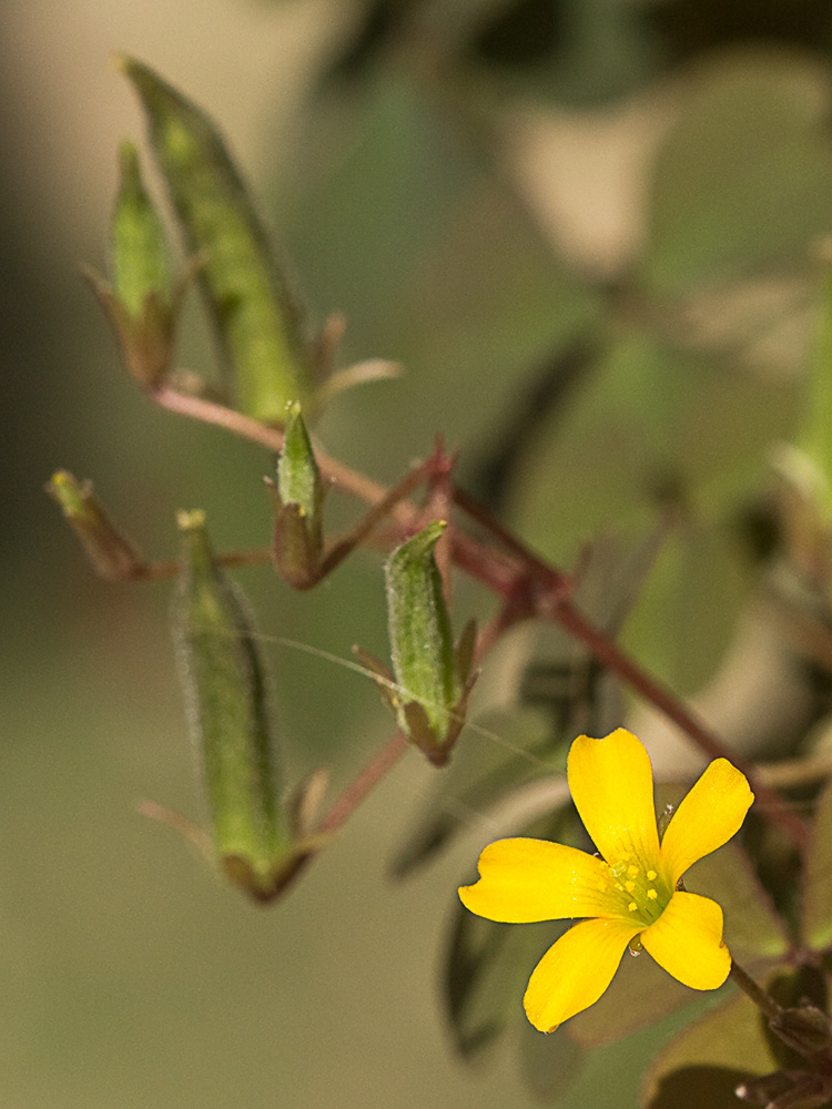 Acedera de campo (Oxalis corniculata)