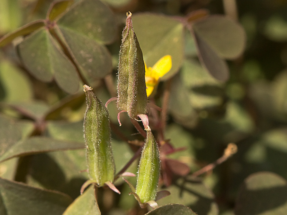 Acedera de campo (Oxalis corniculata)