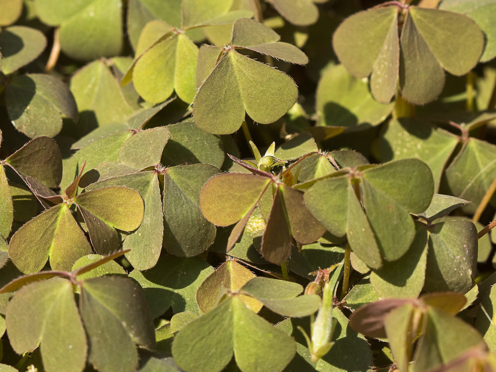 Acedera de campo (Oxalis corniculata)