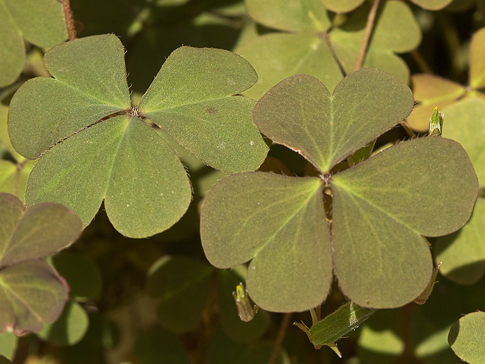 Acedera de campo (Oxalis corniculata)