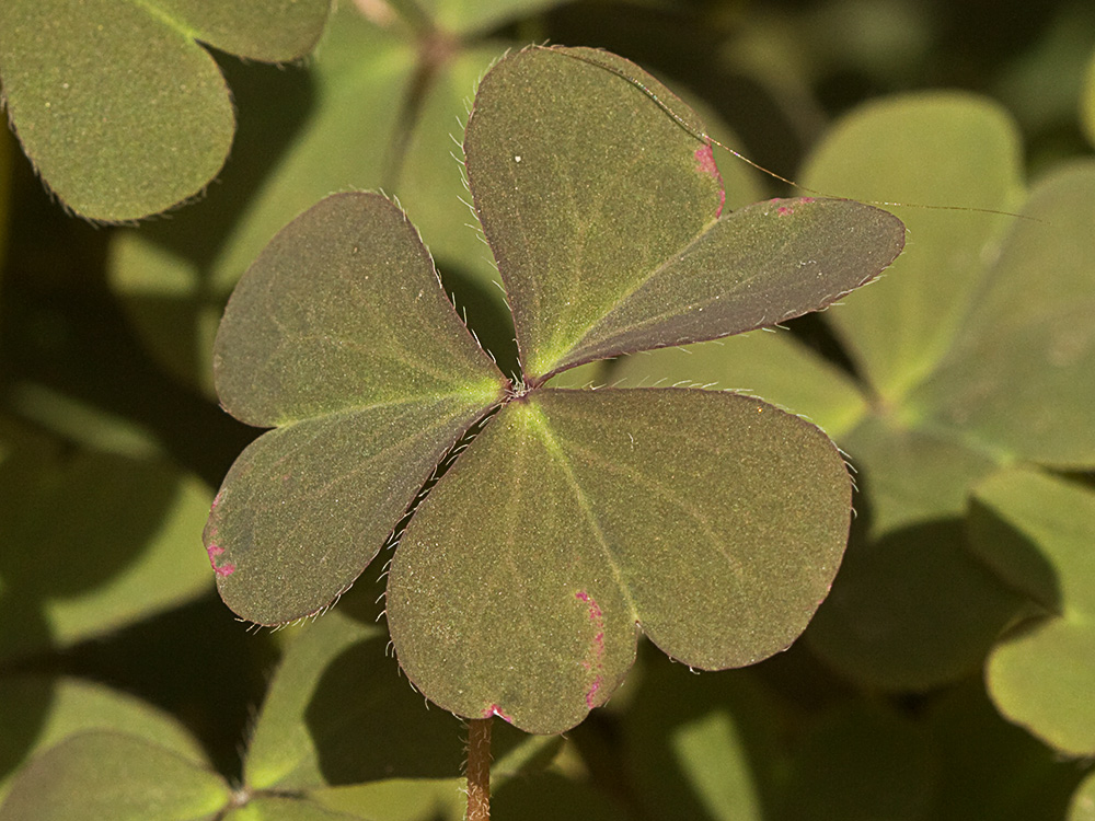 Acedera de campo (Oxalis corniculata)