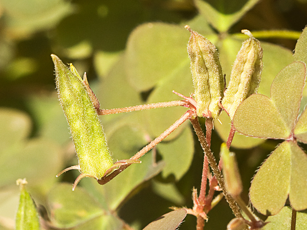 Acedera de campo (Oxalis corniculata)