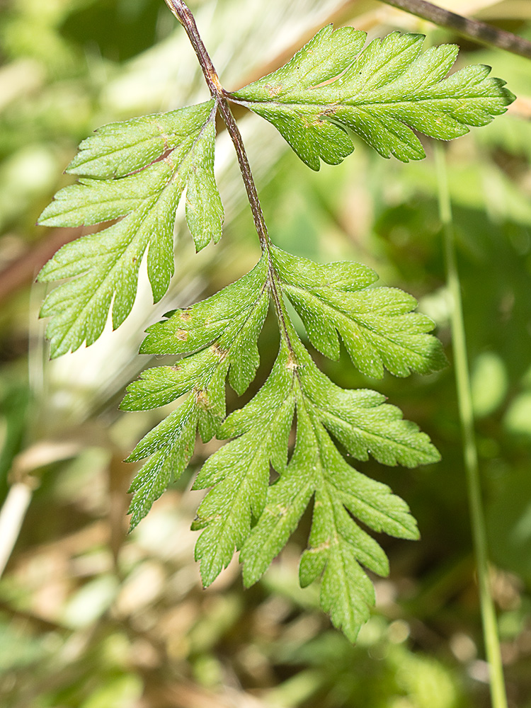 Acedera menor (Torilis japonica)