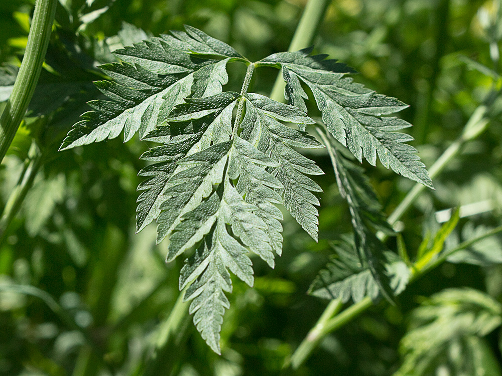 Acedera menor (Torilis japonica)