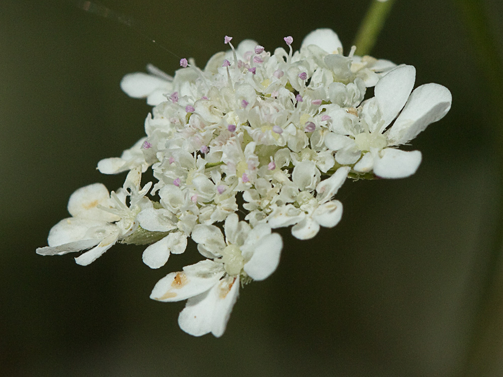 Acedera menor (Torilis japonica)