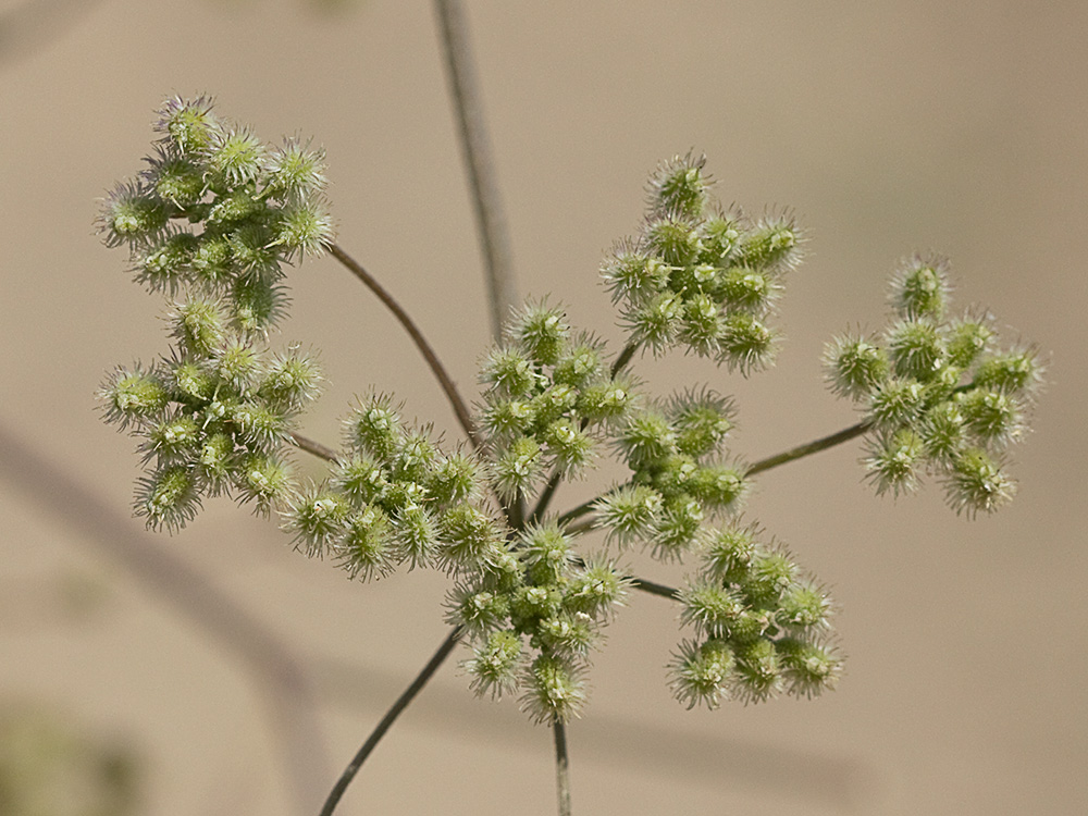 Acedera menor (Torilis japonica)