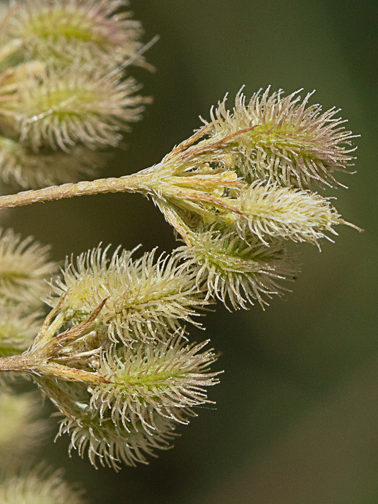 Acedera menor (Torilis japonica)