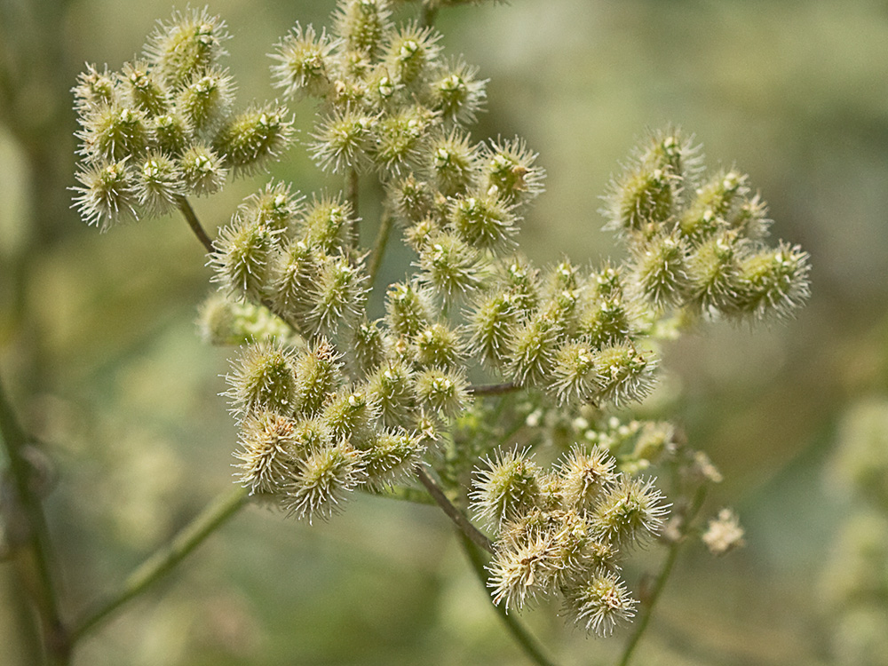 Acedera menor (Torilis japonica)