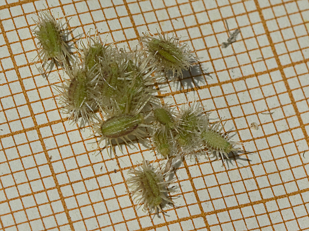 Acedera menor (Torilis japonica)