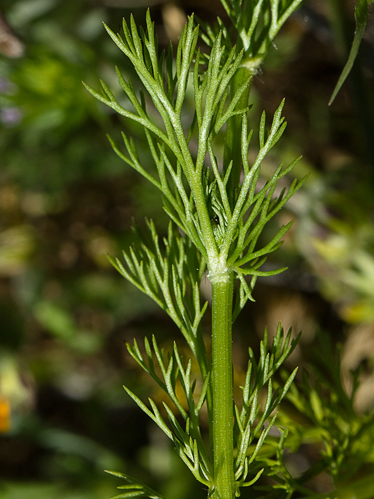 Adonis amarillo, Renículo (Adonis microcarpa)
