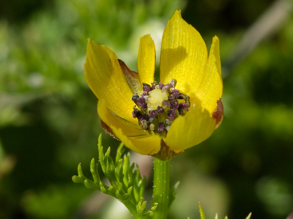 Adonis amarillo, Renículo (Adonis microcarpa)