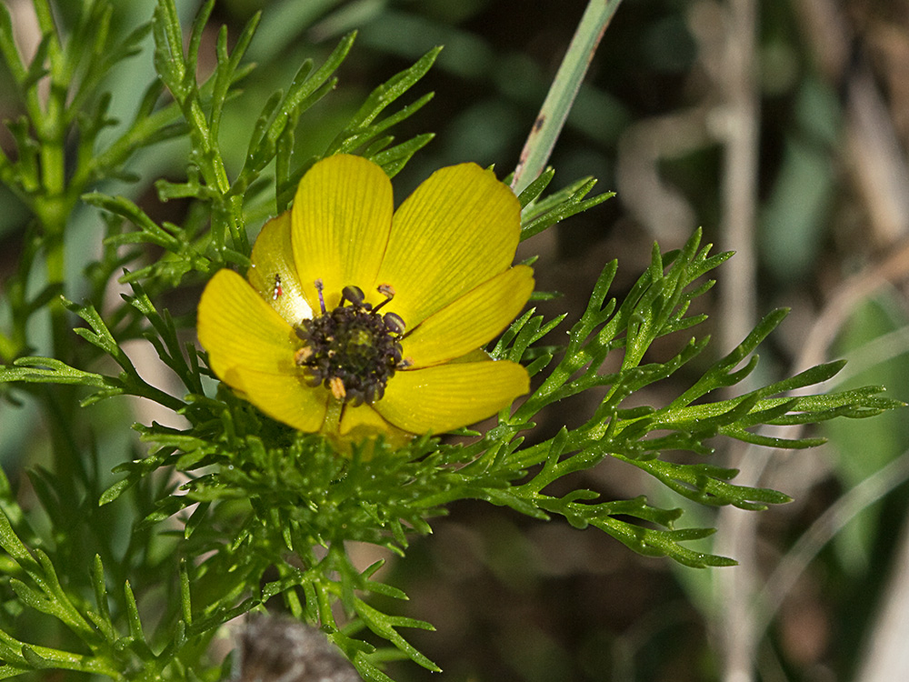 Adonis amarillo, Renículo (Adonis microcarpa)